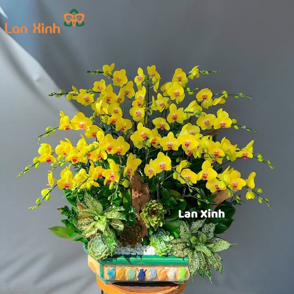 Lan hồ điệp vàng sen đá bonsai 25 cành - HD248
