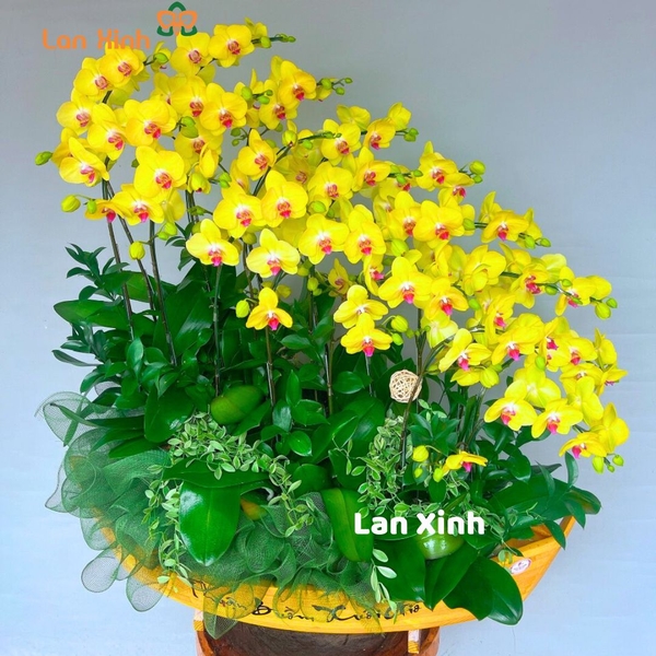 lan hồ điệp vàng thuận buồm xuôi gió HD23