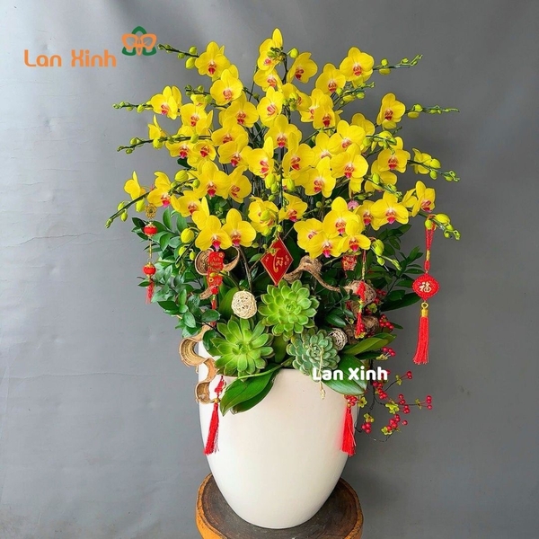 Lan hồ điệp vàng tươi 20 cành - HD479