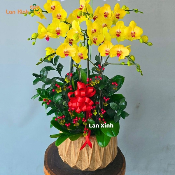 Lan hồ điệp màu vàng tươi 8 cành