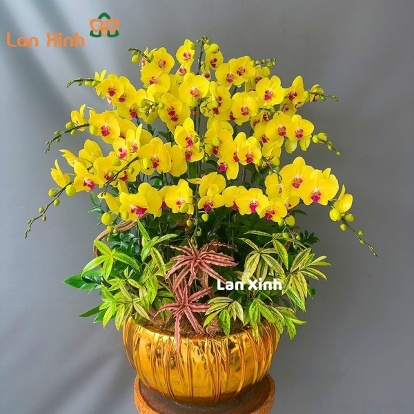 Lan hồ điệp 18 cành VIP - HD135