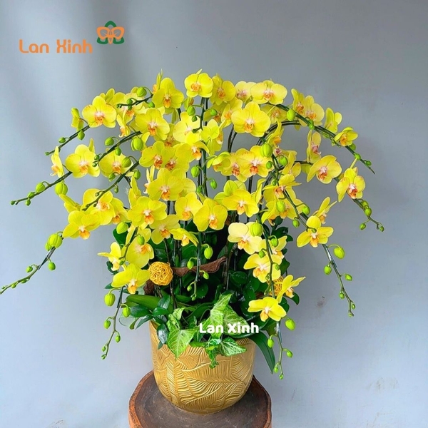 Lan hồ điệp vàng xanh 18 cành - HD491