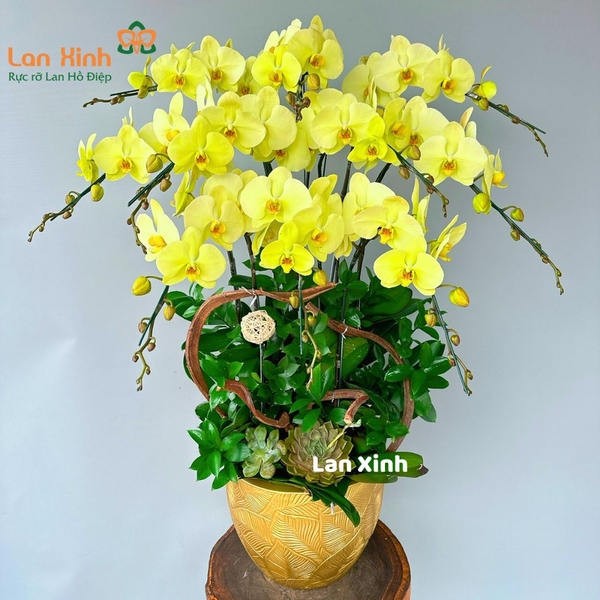 lan hồ điệp xanh 10 cành