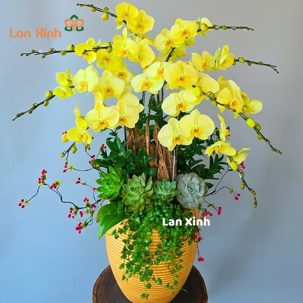 Lan hồ điệp xanh 10 cành mix sen đá