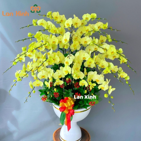 Lan hồ điệp xanh 27 cành - HD190