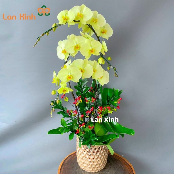 Lan hồ điệp xanh 3 cành HD132