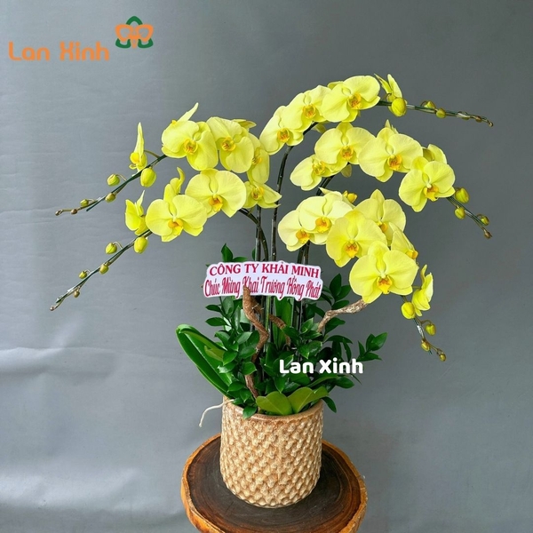Lan hồ điệp xanh 5 cành HD128
