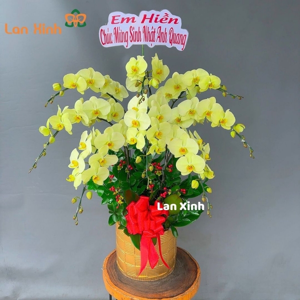 lan hồ điệp xanh 8 cành HD113