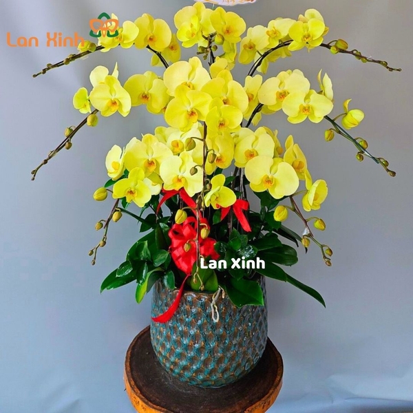 lan hồ điệp xanh