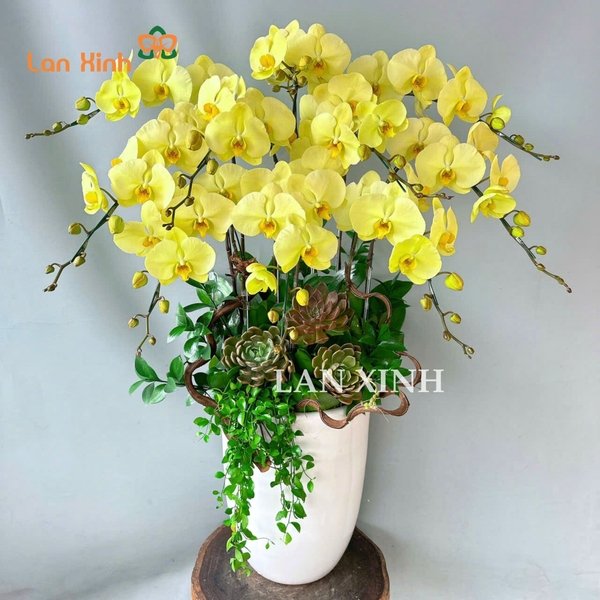 lan hồ điệp xanh bơ 10 cành