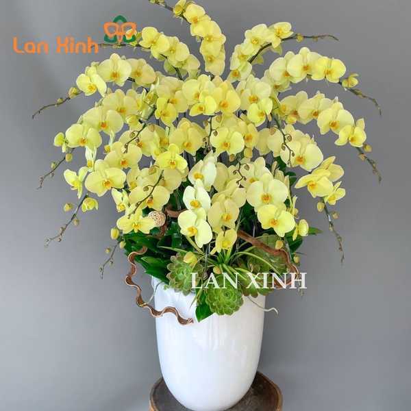 Lan hồ điệp Gò Vấp