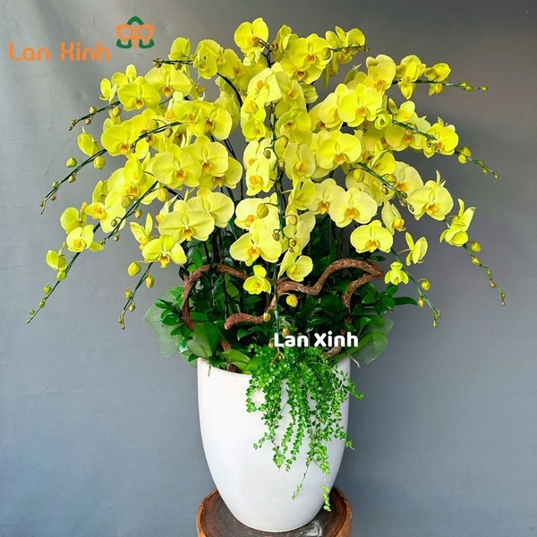 lan hò điệp xanh bơ 20 cành