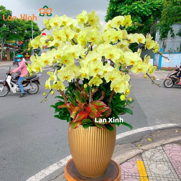 lan hồ điệp xanh