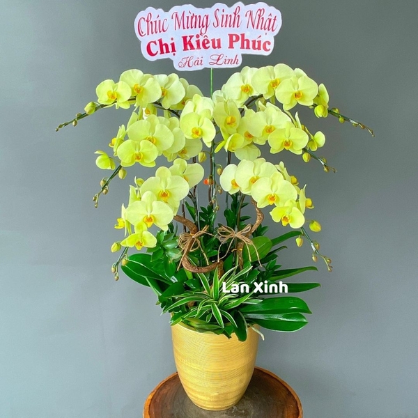 Lan hồ điệp xanh bơ 7 cành - HD163