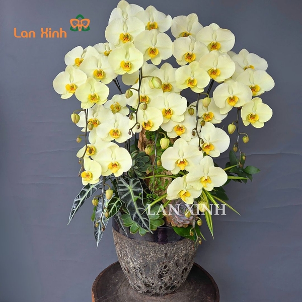 Chậu hoa lan hồ điệp xanh bơ cắm kiểu 