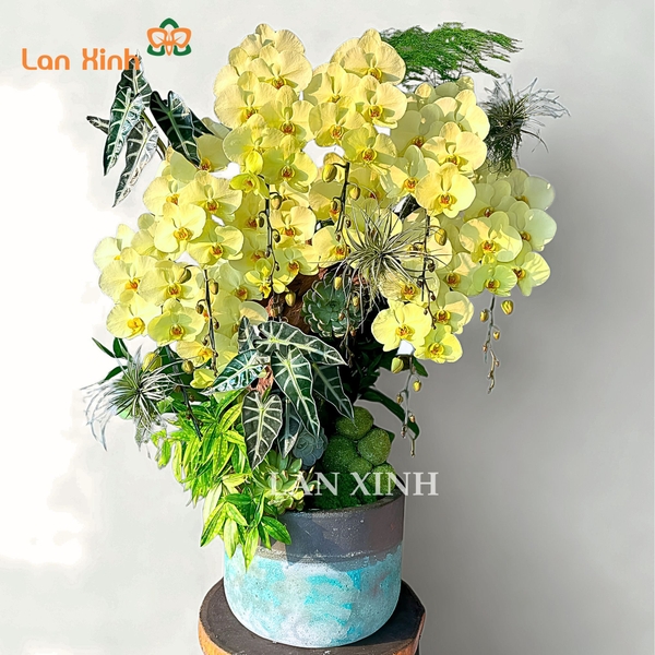 Lan hồ điệp xanh bơ ghép lũa nghệ thuật - HD642