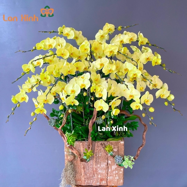 lan hồ điệp xanh chậu gỗ 20 cành