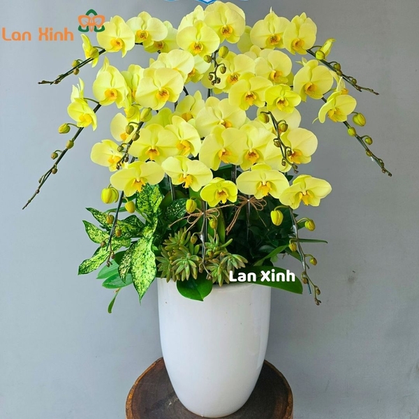 Lan hồ điệp xanh cốm 10 cành