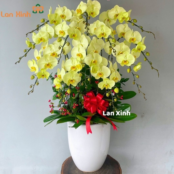 Lan hồ điệp xanh cốm 12 cành - HD511