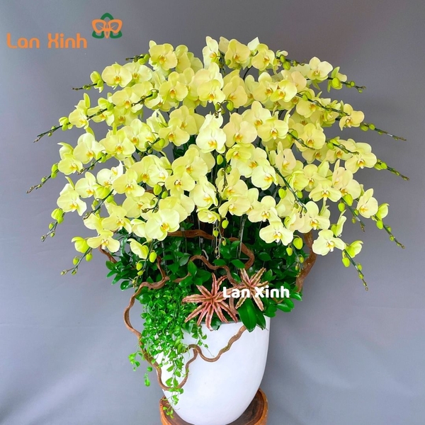lan hồ điệp xanh cốm 30 cành