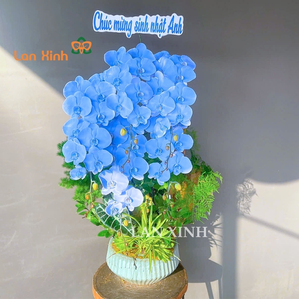Lan hồ điệp xanh dương chúc mừng sinh nhật sếp - HD641 