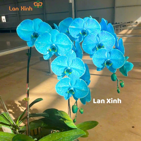 lan hồ điệp xanh