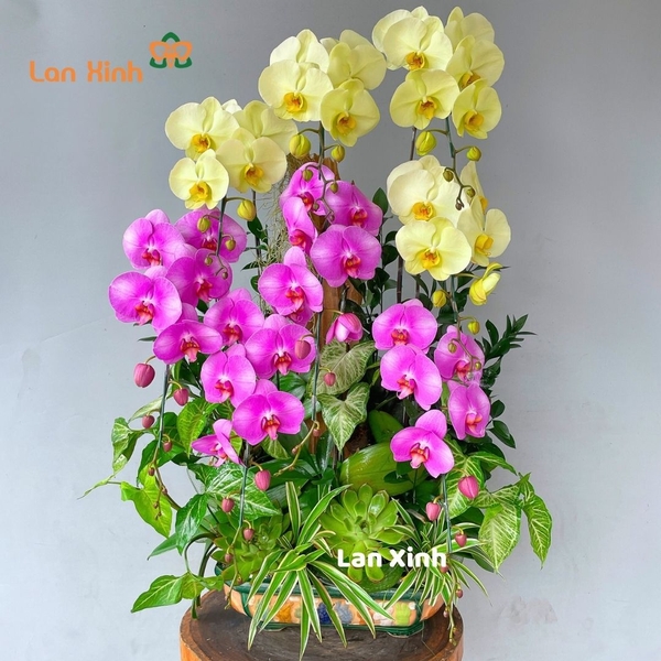 Lan hồ điệp xanh hồng bonsai - HD478