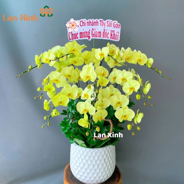 Lan hồ điệp xanh táo 10 cành - HD139