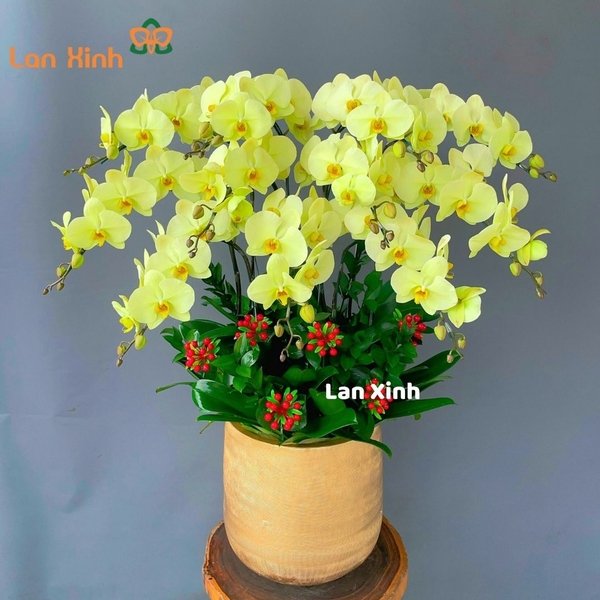 Lan hồ điệp xanh táo 11 cành - HD175