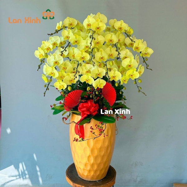 Lan hồ điệp màu xanh táo 15 cành - HD434