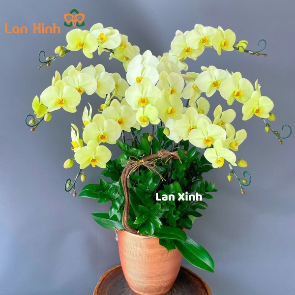 Lan hồ điệp xanh 7 cành - HD153