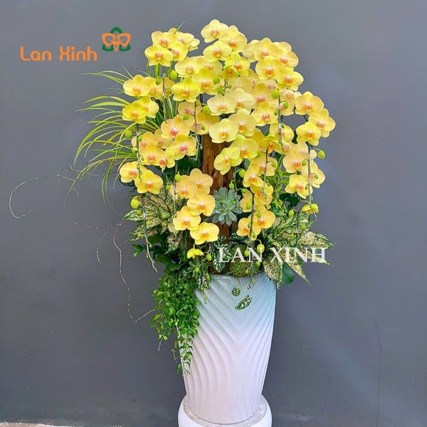 Lan hồ điệp xanh táo cao cấp tặng khai trương