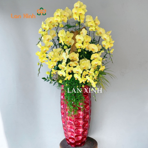 lan hồ điệp quận 10