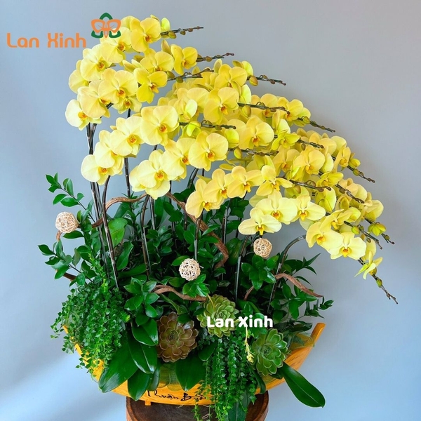 lan hồ điệp xanh