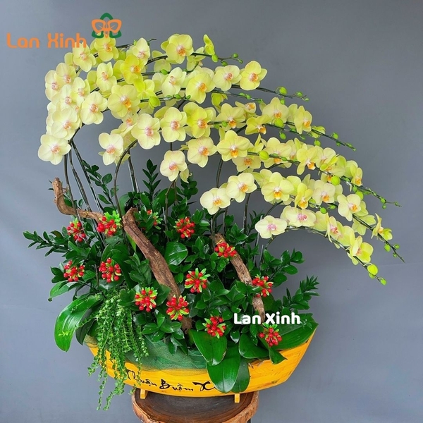 lan hồ điệp xanh