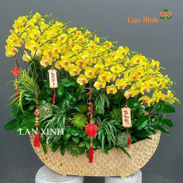 lan hồ điệp vàng; hoa lan hồ điệp vàng; hoa lan vàng; lan vàng; hoa phong lan vàng; chậu lan hồ điệp vàng; hồ điệp vàng; lan hồ điệp vàng tặng sinh nhật