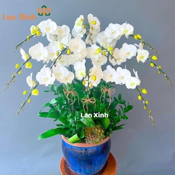 lan hồ điệp trắng tuyết 9 cành