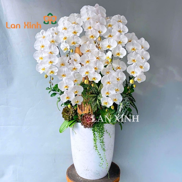 Lan hồ điệp trắng 8 cành nghệ thuật - HD605