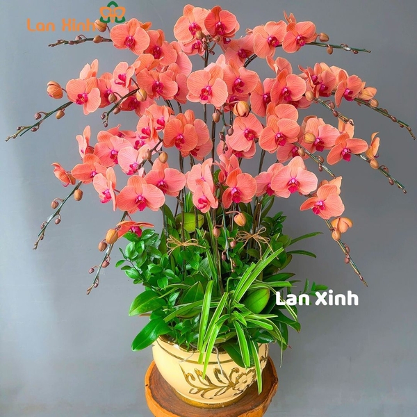 Lan hồ điệp màu cam tươi