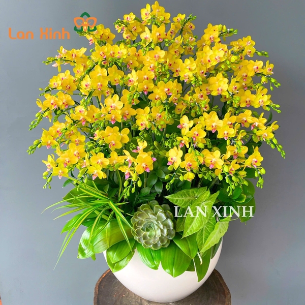 Lan hồ điệp giá rẻ