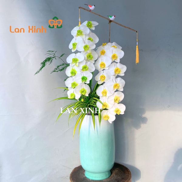 Lan hồ điệp tặng ngày 8/3