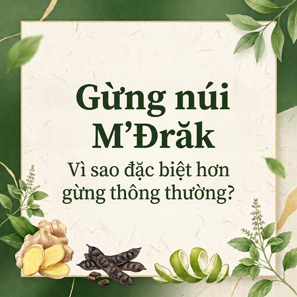 Gừng núi M'Đrăk – Vì sao đặc biệt hơn gừng thông thường?