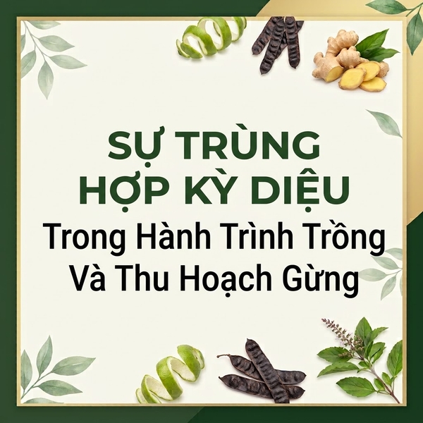 Sự Trùng Hợp Kỳ Diệu Trong Hành Trình Trồng Và Thu Hoạch Gừng