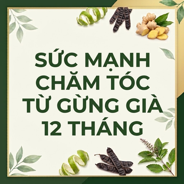 Sức Mạnh Chăm Tóc Từ Gừng Già 12 Tháng