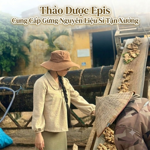Thảo Dược Epis -Cung Cấp Gừng Nguyên Liệu Sỉ Tận Xưởng