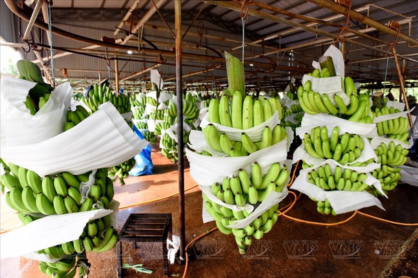 PHÂN BÓN SBC VIỆT NAM VÀ QUY TRÌNH CHĂM SÓC CÂY CHUỐI ĐẠT TIÊU CHUẨN XUẤT KHẨU