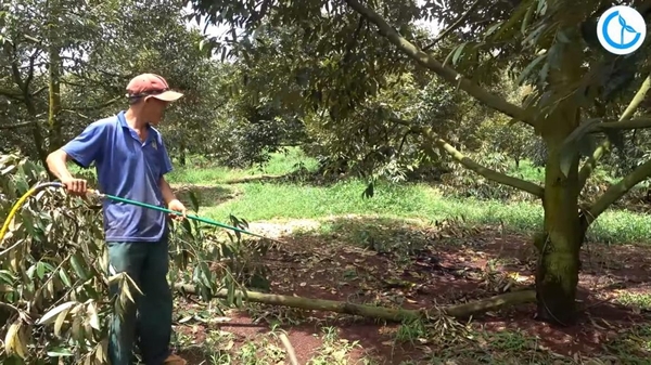 Phục hồi sầu riêng sau thu hoạch bằng Đạm cá