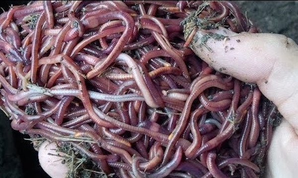 Dịch trùn quế là gì? Dịch trùn quế phù hợp với những cây trồng nào?