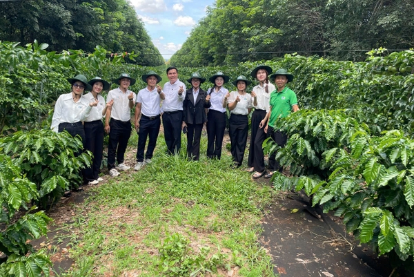 PHÂN BÓN SBC VIỆT NAM VÀ HÀNH TRÌNH XÂY DỰNG MÔ HÌNH 100HA CÀ PHÊ SẠCH