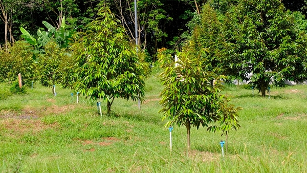 Chăm sóc sầu riêng con mới trồng phát rễ, phát đọt nhanh